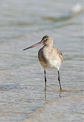 Black-tailed Godwit